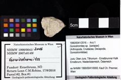 Foto (Objket + Etiketten) von Goniodromites sp. 